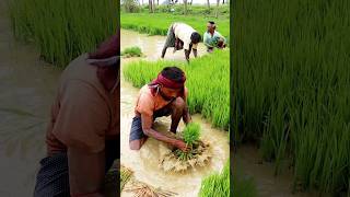 Amazing Farmers Uprooting Paddy Seedlings shorts [upl. by Hyacinthe319]