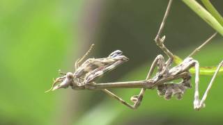 Conehead mantis Empusa Pennata [upl. by Annawt]