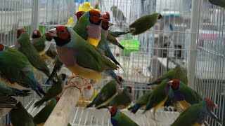 Gouldian finch tour yellow gouldian watch enjoy friendsgouldianfinch gold finches baby [upl. by Ylelhsa]