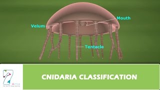 CNIDARIA CLASSIFICATION [upl. by Yttap356]