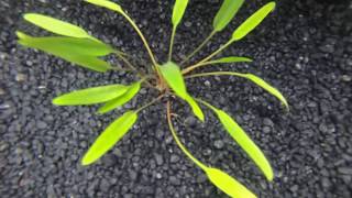 Cryptocoryne Lucens small [upl. by Egor114]