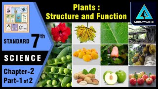 Plants  Structure and Function  Std 7  Science  Chapter 2  Part 12  Maharashtra Board [upl. by Tyra]