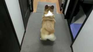 Bubble Butt Corgi Twerk [upl. by Marcile567]