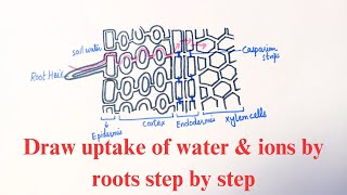 Absorption of water and mineral salts easy and simple diagram [upl. by Nadirehs]