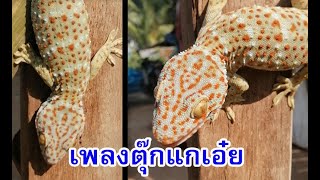 เพลงตุ๊กแกเอ๋ย ตัวลายพร้อยๆ  Gecko song [upl. by Sethi]