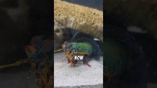 Can A Mantis Shrimp Really Break Glass mantisshrimp [upl. by Ezmeralda79]