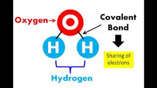 AS Biology Water [upl. by Hutner]