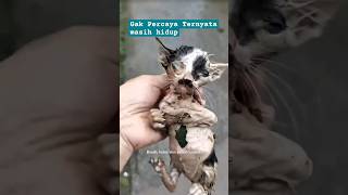 Menemukan anak kucing ini cat kucing catlover kitten catcute [upl. by Ahsinik374]