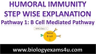 Steps in Humoral Immune Response or Antibody Mediated Immune Response [upl. by Nwad]