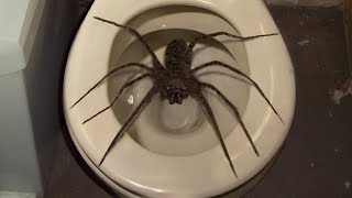 10 Biggest Spiders Ever Encountered [upl. by Mair]