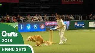 Heelwork to POOsic  Dog takes a dump at Crufts 2018 [upl. by Ancelin226]