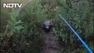 Large gator found in Florida homeowner’s pool [upl. by Eahsram243]