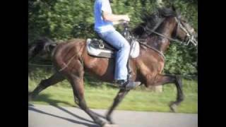 King speed racking horse standardbred [upl. by Seeto]