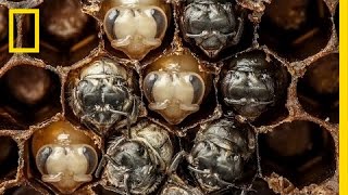 Amazing TimeLapse Bees Hatch Before Your Eyes  National Geographic [upl. by Holly-Anne708]