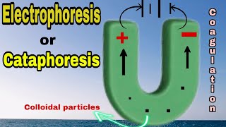 Electrophoresis or Cataphoresis 09  Surface Chemistry  Class 12thNEET IITJEE [upl. by Laurentia]