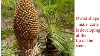 Cycas Life Cycle [upl. by Htir]