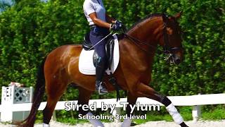 SOLD Dragon Commando  2008 16hd Lusitano gelding schooling 3rd [upl. by Oznole]