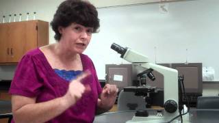 How to use a microscope and oil immersion [upl. by Raffaello]