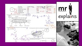 mr i explains How to calculate Magnification using example Biology exam questions [upl. by Rozele589]