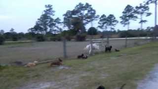 Dachshunds and Mini Horse racing [upl. by Charlean]