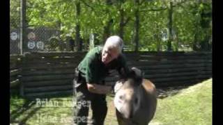 Brazilian Tapirs at Paradise Wildlife Park [upl. by Devina]