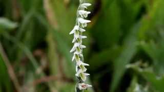 Spiranthes spiralis [upl. by Terchie]