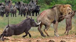 Lion Died Suddenly When Confronting Too Strongest Preys  Warthog Buffalo Gemsbok Kudu Antelope [upl. by Attwood]