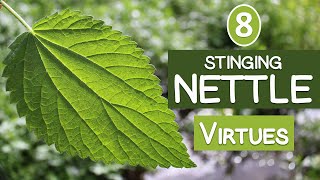 The 8 Virtues of STINGING NETTLE [upl. by Tterrab]