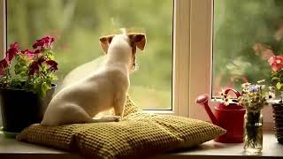 ASPCA TV Commercial Ad 2020 Waiting [upl. by Almond]