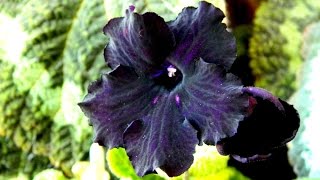 Streptocarpus Leaf Propagation  what to do when plantlets form [upl. by Eilema541]