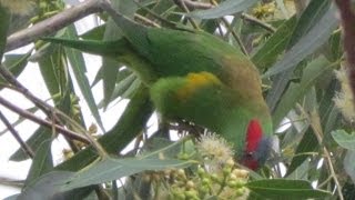 Musk lorikeet  feeding frenzy or frisky feeding [upl. by Bock]