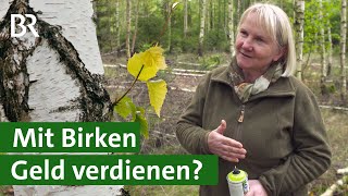 Gestern Pfui heute Hui Geld verdienen mit Birken  Baum der Zukunft  Wald  Unser Land  BR [upl. by Yelik]