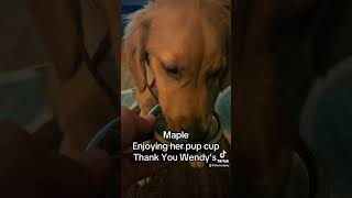 Maple enjoying a pup cup from Wendy’s fyp foryou shorts reels dog [upl. by Macegan]