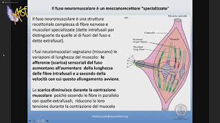 Il sistema muscolare nella fibromialgia Roberto Casale [upl. by Farly]