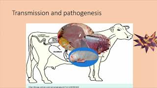 Pathology Of Salmonellosis In Animals [upl. by Mahla128]