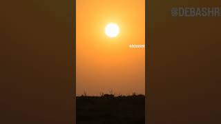 Amazing sighting of Cheetah cubs on the prowl and Thomson Gazelles looking at them from the horizon [upl. by Tabshey705]