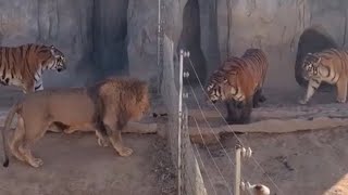 LION KILLS 3 TIGERS AT THE SAME TIME [upl. by Calva]