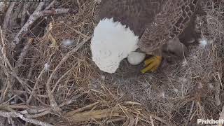 SWFL You also hear chirp from egg ❤  1420  20231230  Southwest Florida Eagle Cam [upl. by Yalc183]