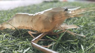 Amazing Shrimp Molting  Natures Astonishing Transformationquot [upl. by Yenohtna]