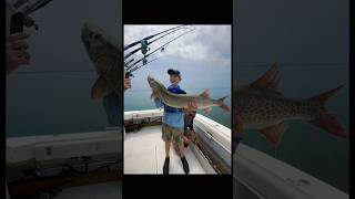 Insane Musky fishing action with reeltherapysportfishing  muskiefishing midwestfishing [upl. by Endys]