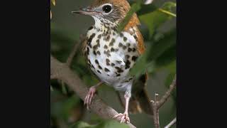 Wood thrush song slowed down to 12 14 and 18 speed [upl. by Appledorf]