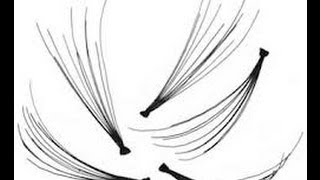 Individual False Eyelashes  How to Apply [upl. by Linneman]