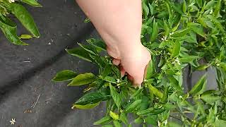 picking lots of shishito peppers 🌶️ garden shortvideo new notalking asmr gardening vegtable [upl. by Pen70]