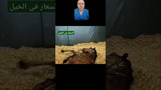 Rabies in horse السعار فى الخيل [upl. by Aisanat]