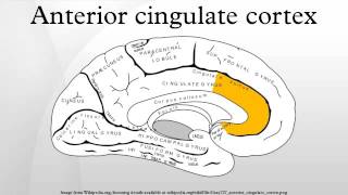 Anterior cingulate cortex [upl. by Priest]