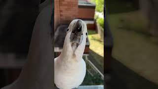 Adorable Wild Cockatoos Reach Up with Open Beaks When I Simply Point shorts cockatoo birds [upl. by Eliga]