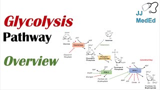 Glycolysis Pathway  Enzymes Regulation and Products [upl. by Nick]