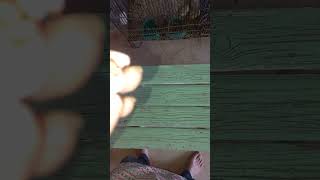 Visula Palefallow Chick Dead In Shell  Lovebirds Care youtube ytshorts youtubeshorts trending [upl. by Lienad517]