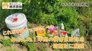 みかんの農薬散布、病害虫防除の基本を解説～成木の1年間のこれだけはやっておいた方がいい農薬による防除を時期別に解説します～ [upl. by Dayiz]