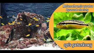 Melanochromis auratuspyszczak złocisty  opis gatunkowy [upl. by Eniamat]